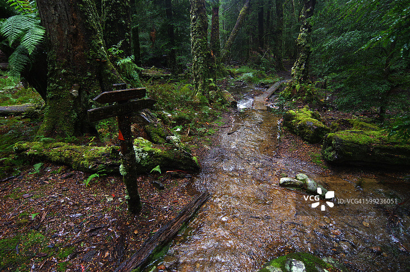 圣克莱尔湖深林中的雨天景象图片素材