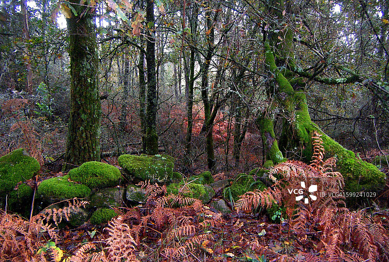 卢梭的画作图片素材
