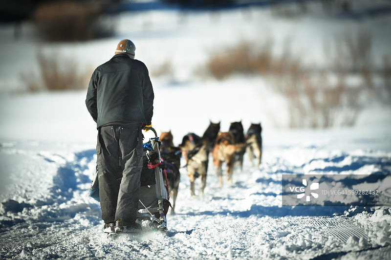 在加利福尼亚太浩湖雪山中狗拉雪橇图片素材