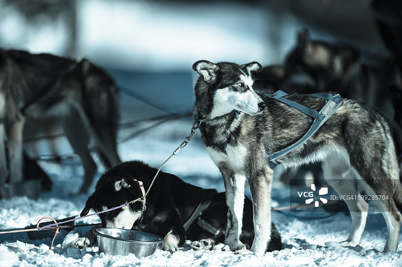 站在雪中的雪橇犬图片素材