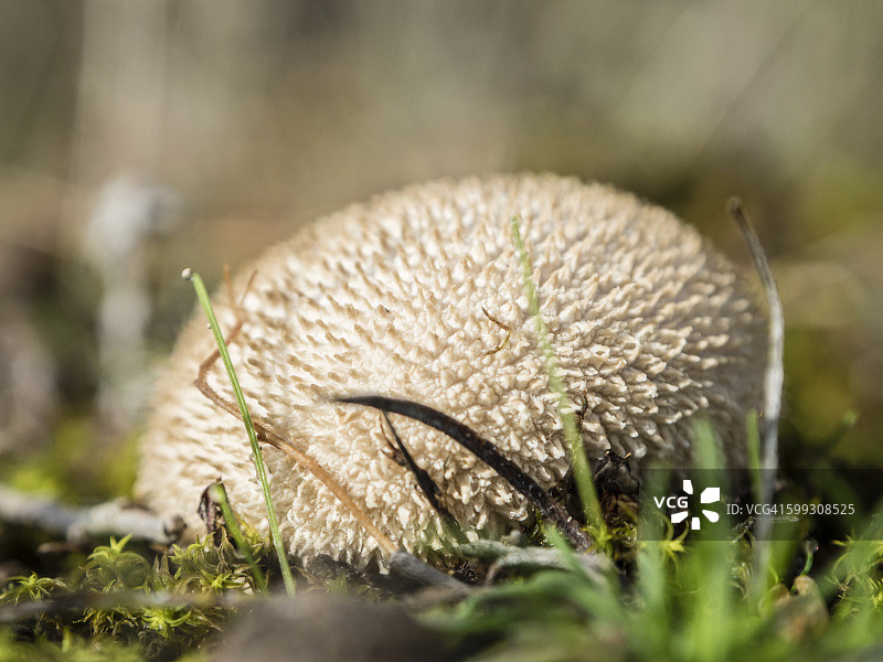 野生蘑菇图片素材