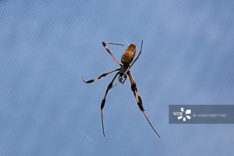 金色球体蜘蛛图片素材