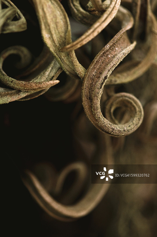 异域丛林藤蔓图片素材