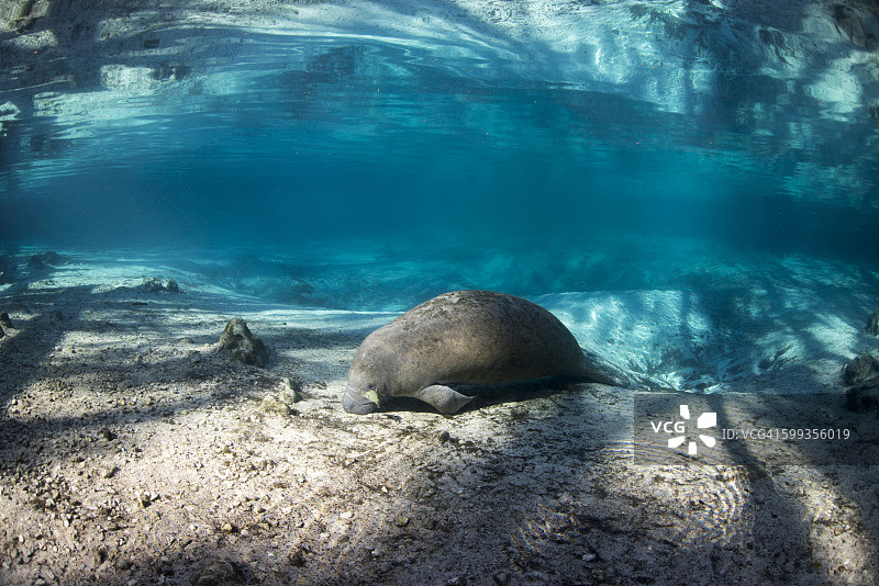 海牛在水晶河中休息图片素材