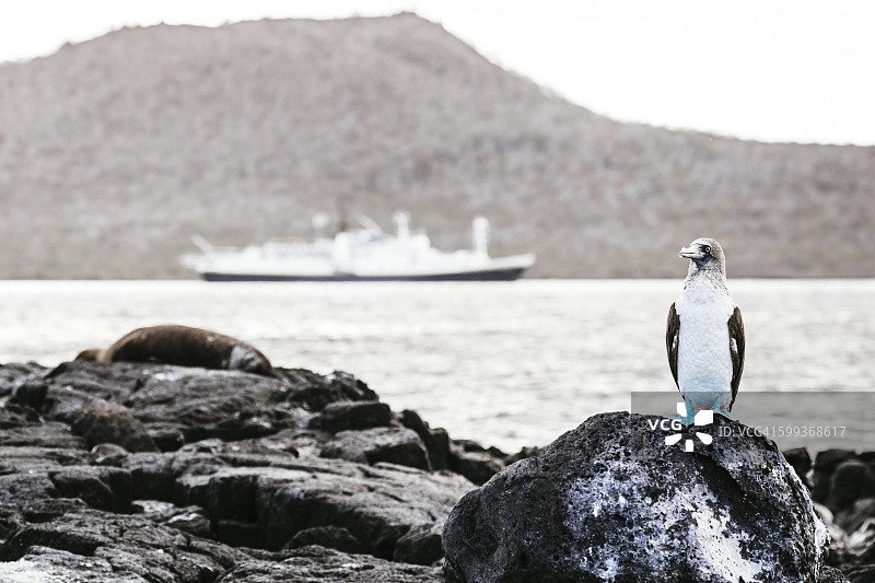 弗洛雷纳岛邮局湾的蓝脚鲣鸟图片素材