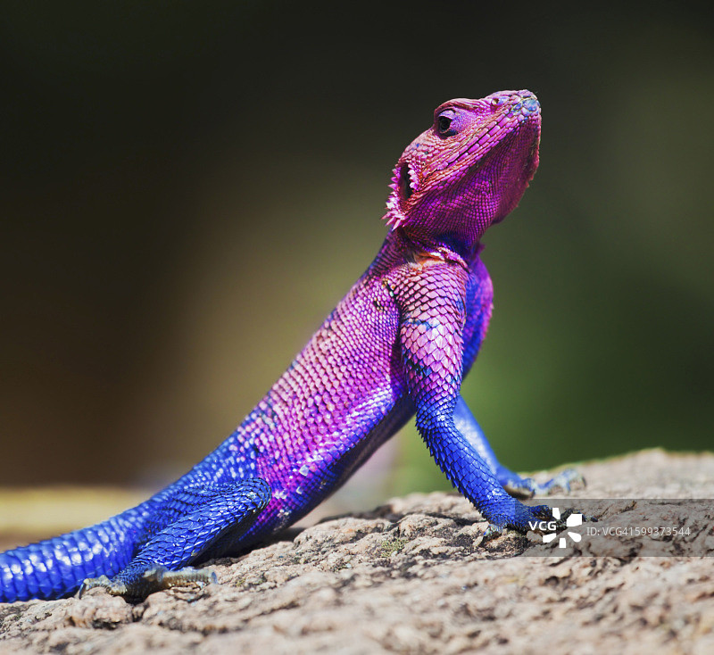 坦桑尼亚塞伦盖蒂国家公园岩石上的姆万扎平头蜥蜴图片素材