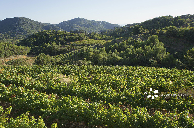 法国普罗旺斯-阿尔卑斯-蓝色海岸沃克吕兹罗纳河谷博姆-德-维尼斯秋收时节的葡萄园图片素材