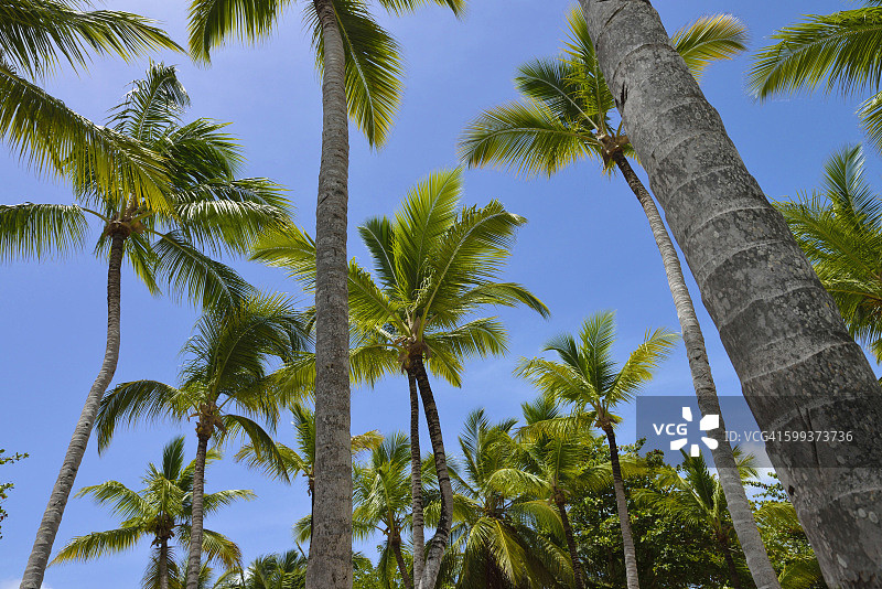 多米尼加共和国蓬塔卡纳的棕榈树图片素材