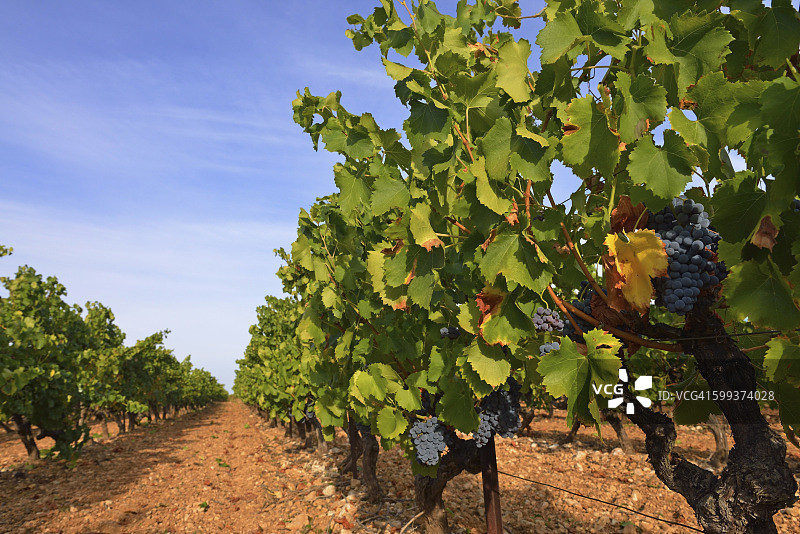 法国罗讷河口艾克斯附近葡萄园中的黑葡萄图片素材