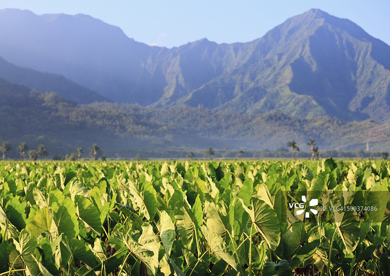 夏威夷可爱岛哈纳雷山谷中生长的芋头图片素材
