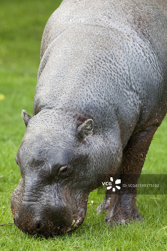 小河马图片素材