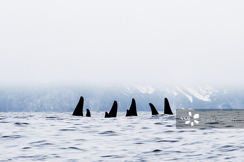 逆戟鲸图片素材