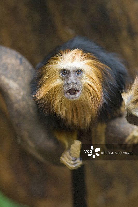 树上的金色狮头绢毛猴图片素材