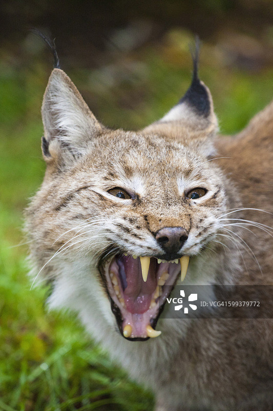 欧亚猞猁（人工饲养）图片素材