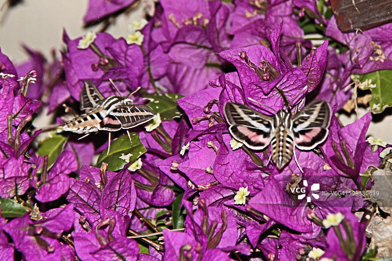 两只白线天蛾图片素材