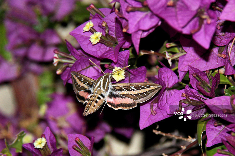 白纹天蛾图片素材