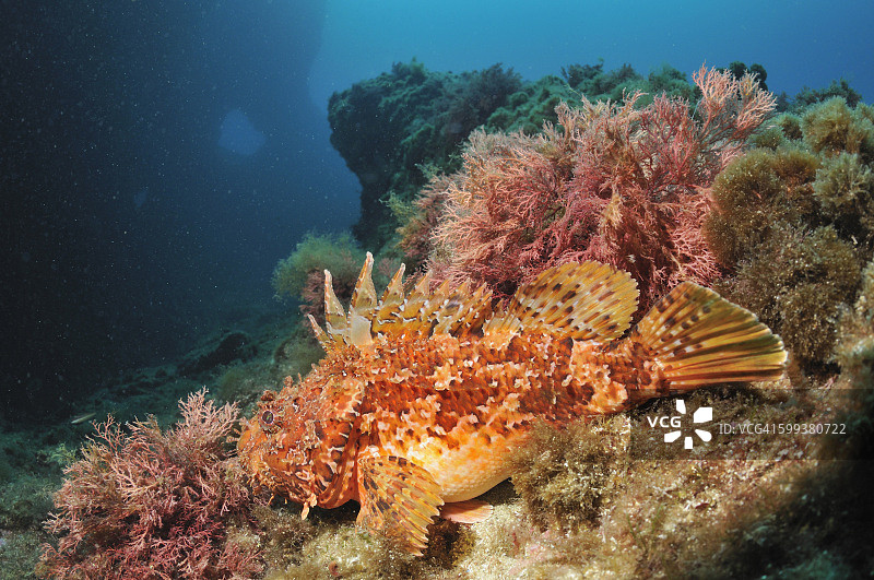 地中海的石头鱼图片素材