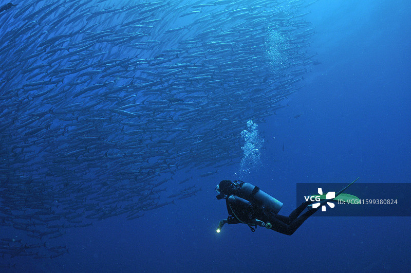 潜水员观赏黑鳍金梭鱼群，西巴丹岛，婆罗洲，马来西亚图片素材
