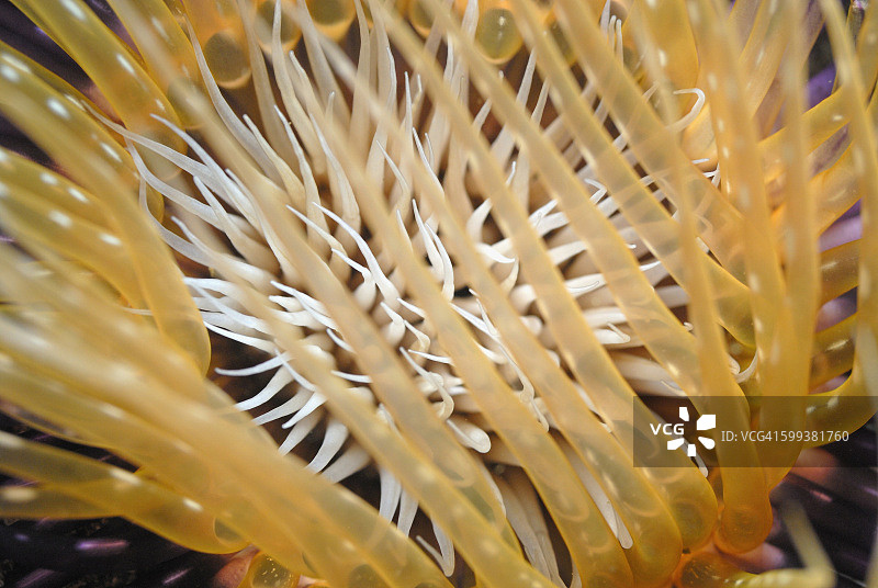 管海葵，加拉帕戈斯群岛，厄瓜多尔，南美洲图片素材