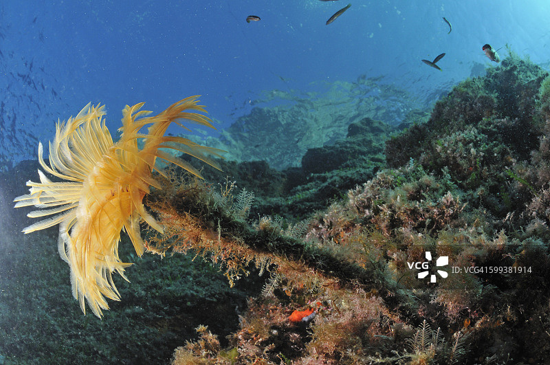 地中海的黄羽掸虫（学名：Sabella spallanzanii），法国波尔克罗岛，欧洲图片素材