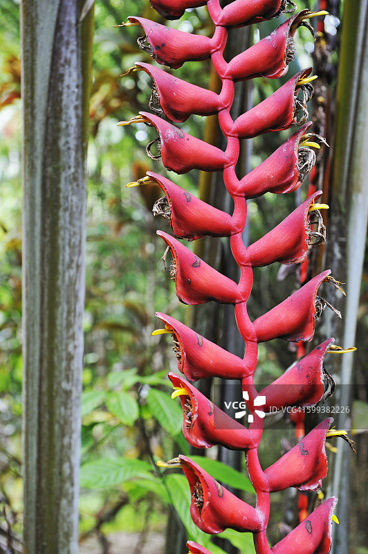 夏威夷大岛的悬挂蝎尾蕉花图片素材