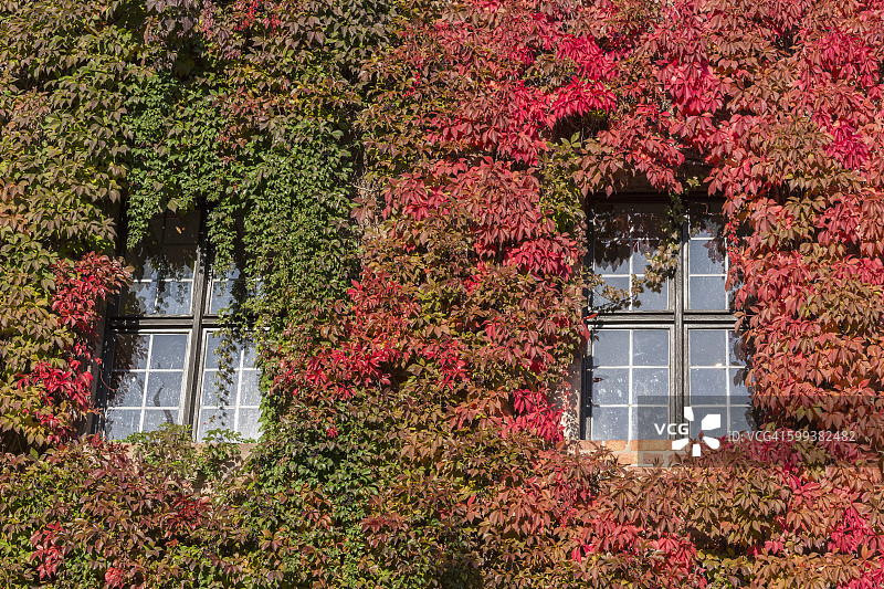 德国纽伦堡城堡墙壁和窗户上的红绿常春藤图片素材