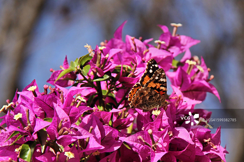 彩绘lady蝴蝶图片素材