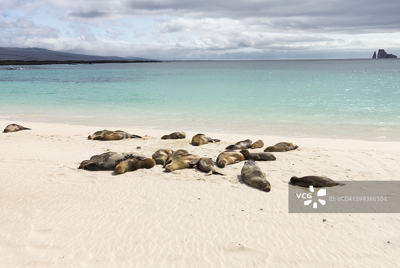 厄瓜多尔加拉帕戈斯群岛海滩上的海豹图片素材