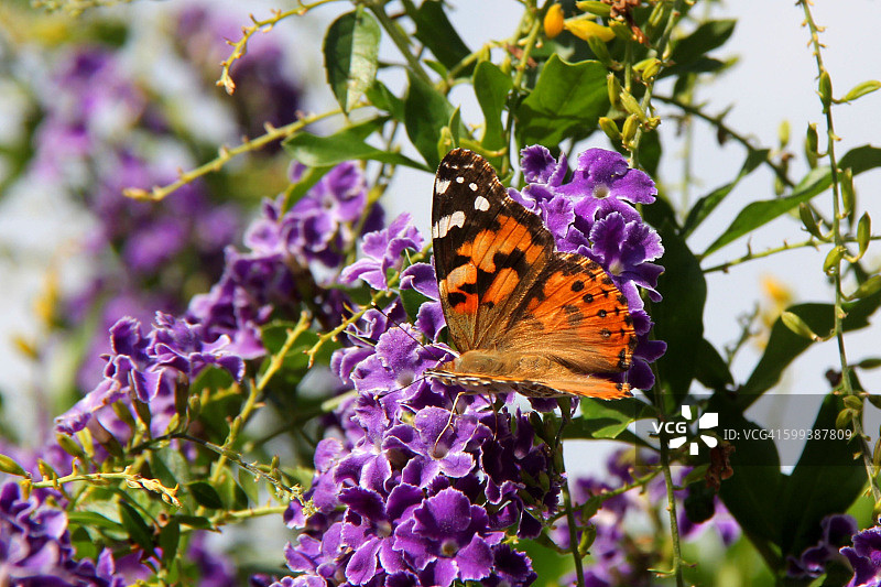 彩绘lady蝴蝶图片素材