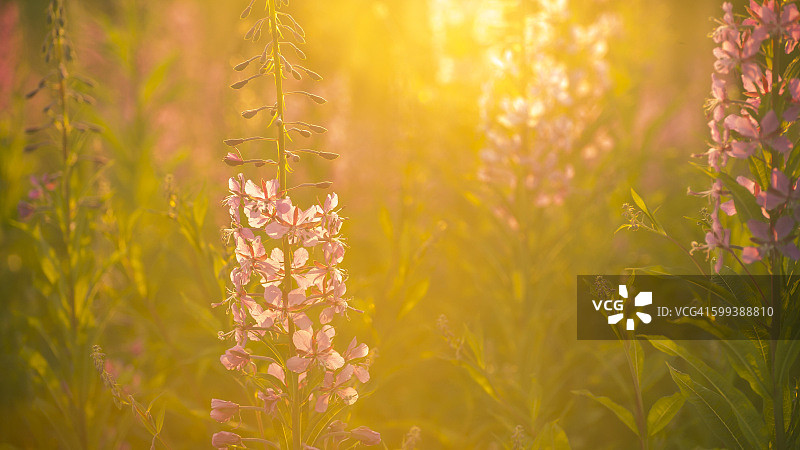 苏格兰加洛韦森林公园中野生生长的柳兰花图片素材