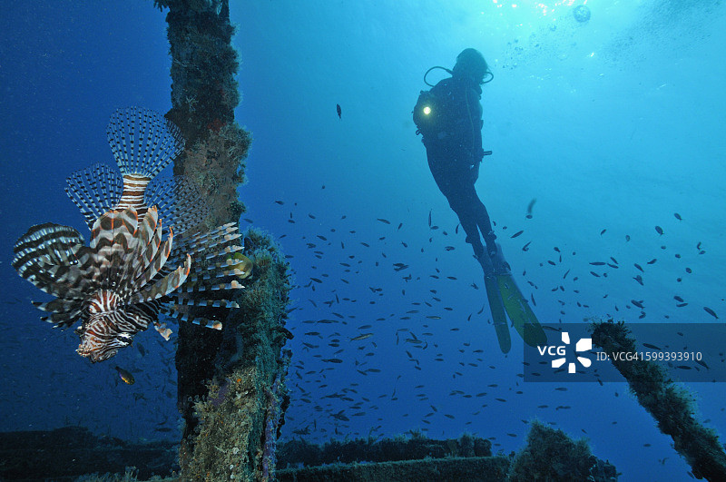 潜水员用手电筒照亮红火狮子鱼，位于马来西亚婆罗洲的诗巴丹岛附近图片素材