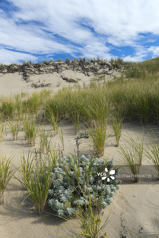 鳕鱼角舰队井，大岛粉叶菊图片素材
