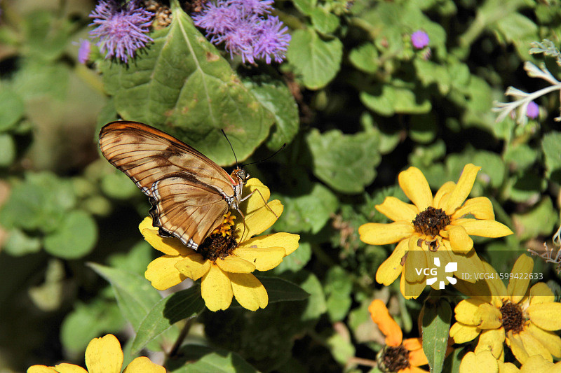 朱莉娅翠蛱蝶图片素材