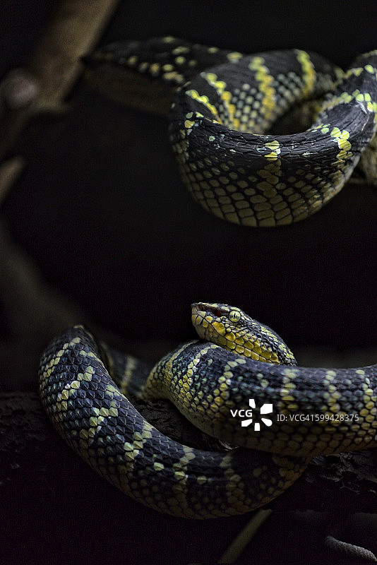 瓦格勒氏 pit viper图片素材