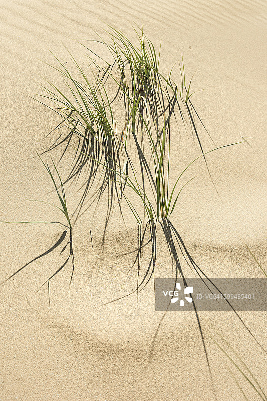 沙丘中的草图片素材