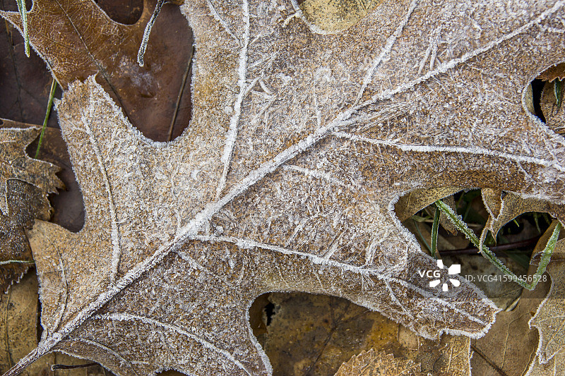 结霜的橡树叶特写图片素材