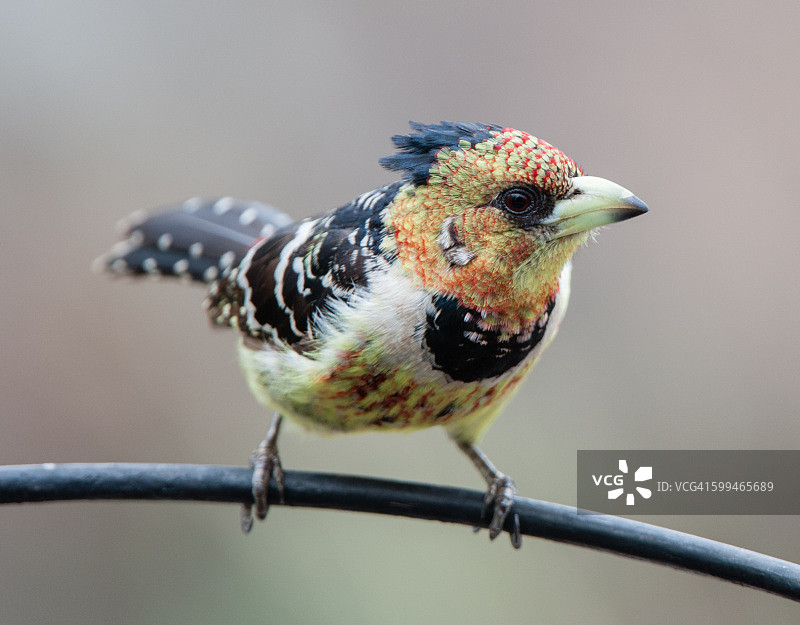 凤头拟鴷图片素材