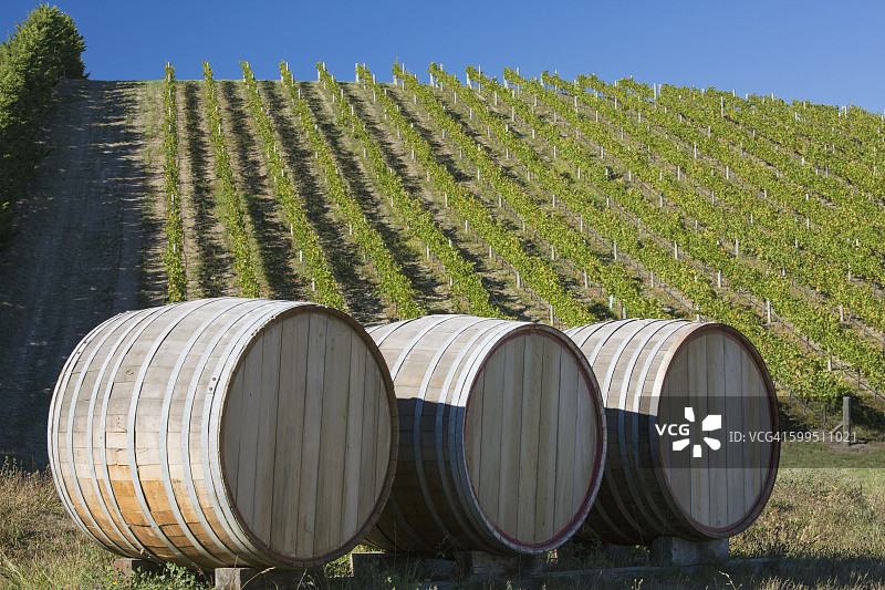 葡萄酒桶和葡萄藤，奥茨菲尔德庄园，布伦海姆图片素材