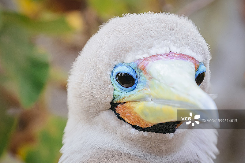 红脚鲣鸟，热那韦萨岛图片素材