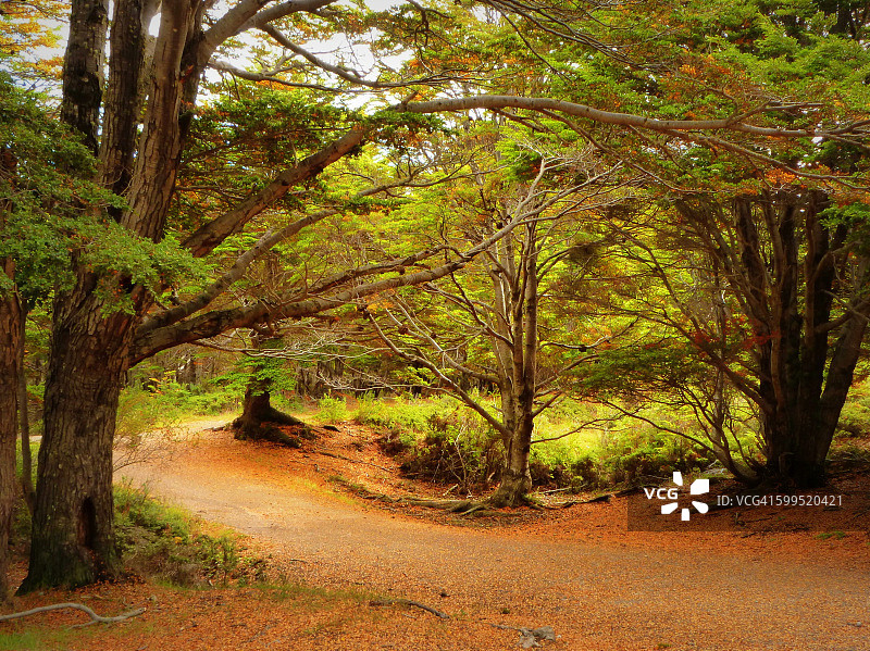智利巴塔哥尼亚的宁静森林小路图片素材