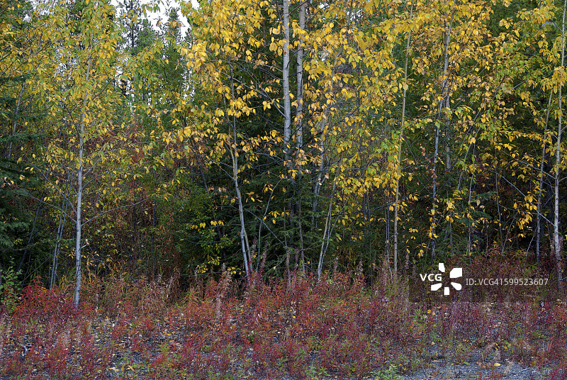 柳兰与秋叶图片素材