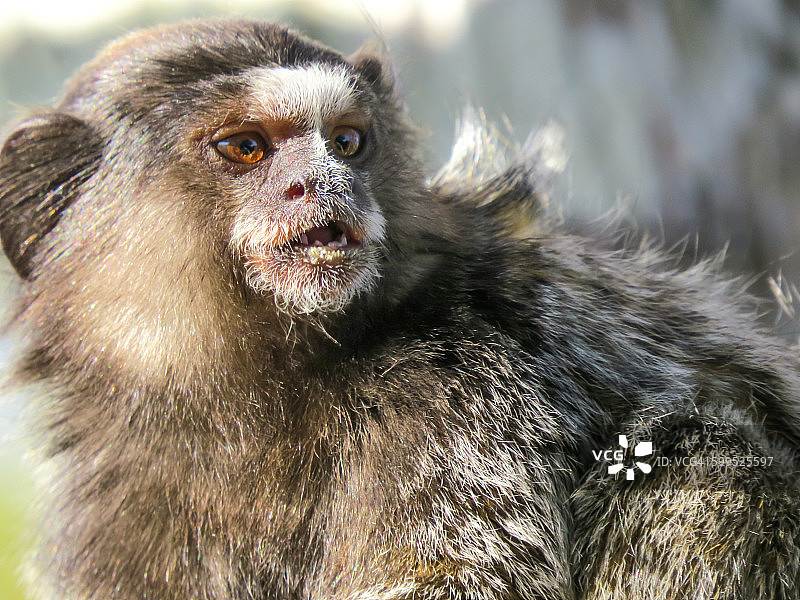 米科埃斯特雷拉图片素材
