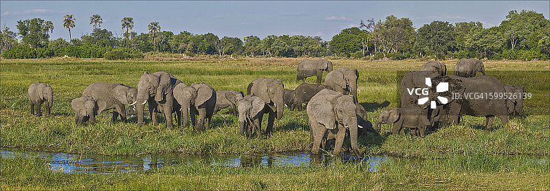 博茨瓦纳的大象群图片素材