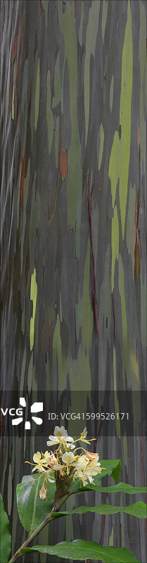 彩虹桉树下的生姜图片素材