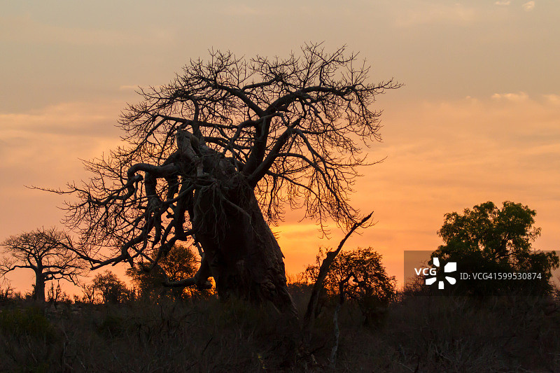 猴面包树日落图片素材