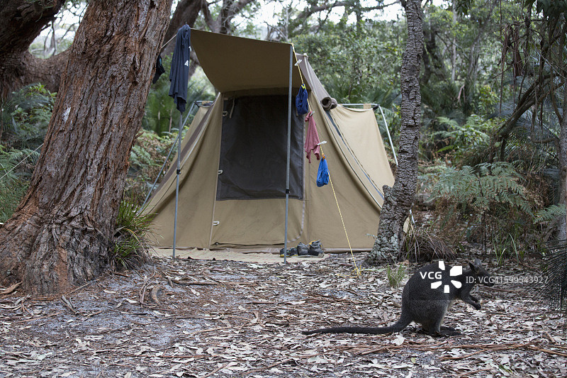 国家公园帐篷前小袋鼠图片素材