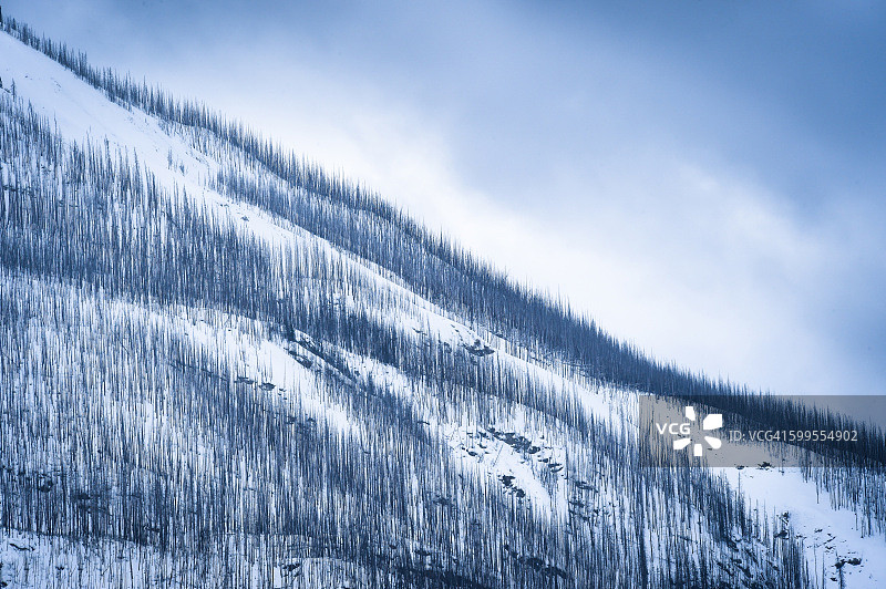烧毁的树木图片素材