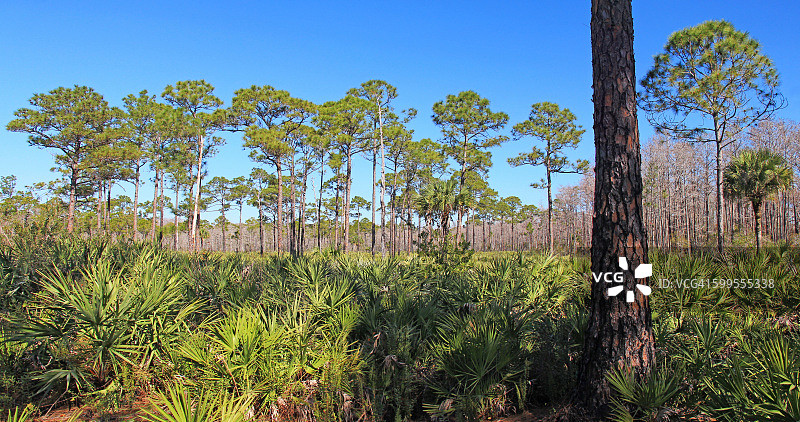 佛罗里达州马丁县的乔纳森·迪金森州立公园图片素材