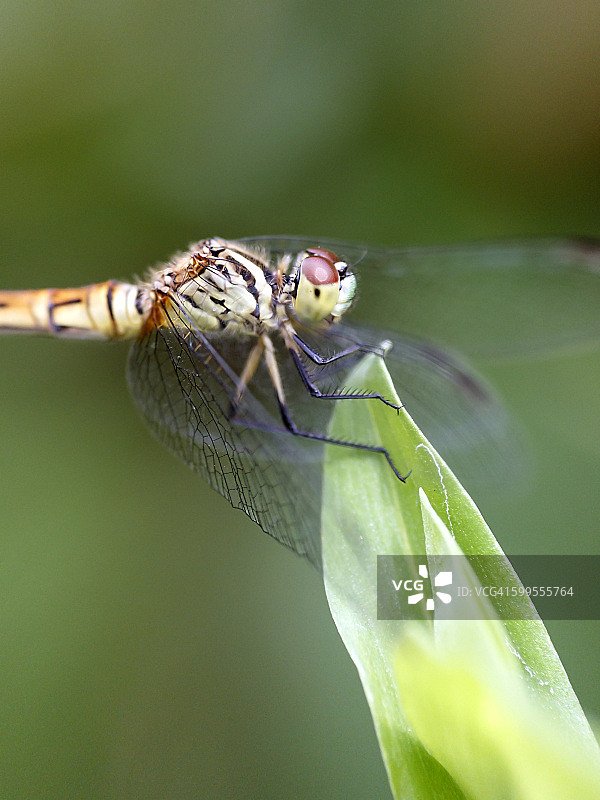 叶子上的蜻蜓图片素材