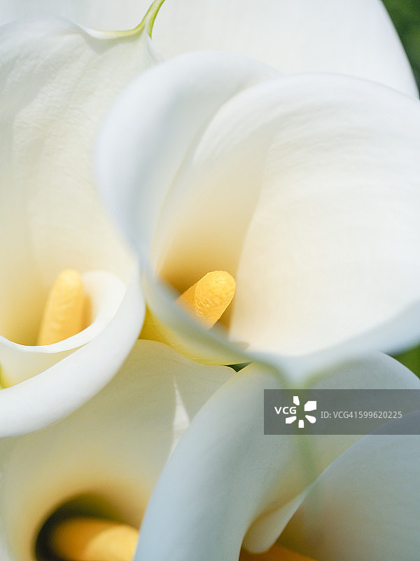 四朵马蹄莲图片素材